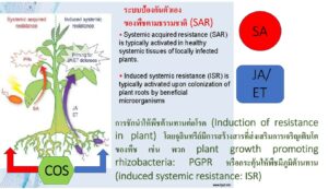 ไคโตซานโอลิโกแซคคาไรด์