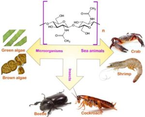 chitosan 1