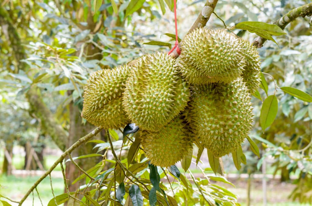 durian durio zibethinus king tropical fruit hanging tree plantation agricultural industry orchard farming thailand