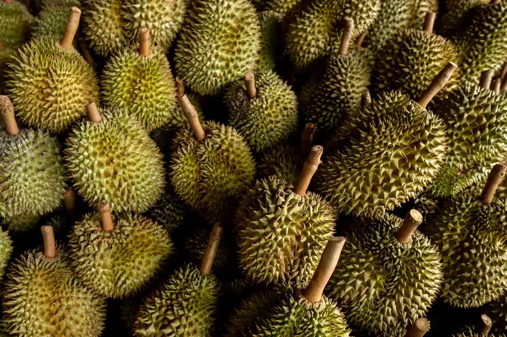 seasonal durian is being sold traders export china