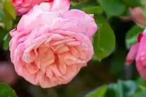 pink rose bush closeup natural shot