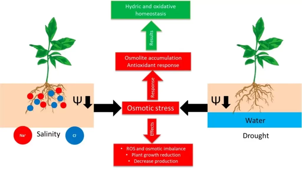 hydric and oxidative homeostasis