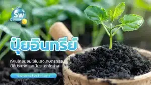 ปุ๋ยอินทรีย์ ที่คนไทยนิยมใช้ในเชิงเกษตกรรม มีกี่ประเภท